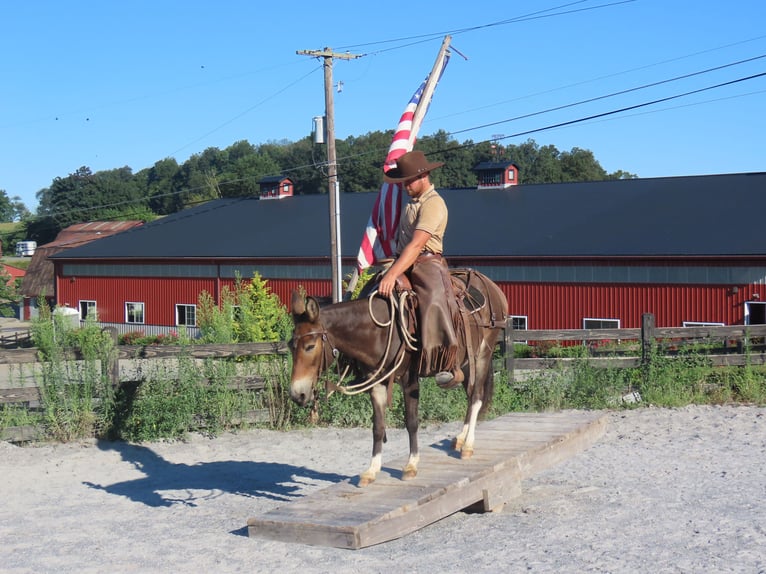Mule Mare 10 years 13,1 hh Bay in Honey Brook