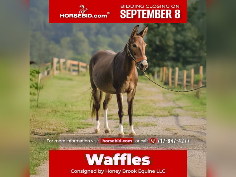 Mule Mare 10 years 13,1 hh Bay in Honey Brook