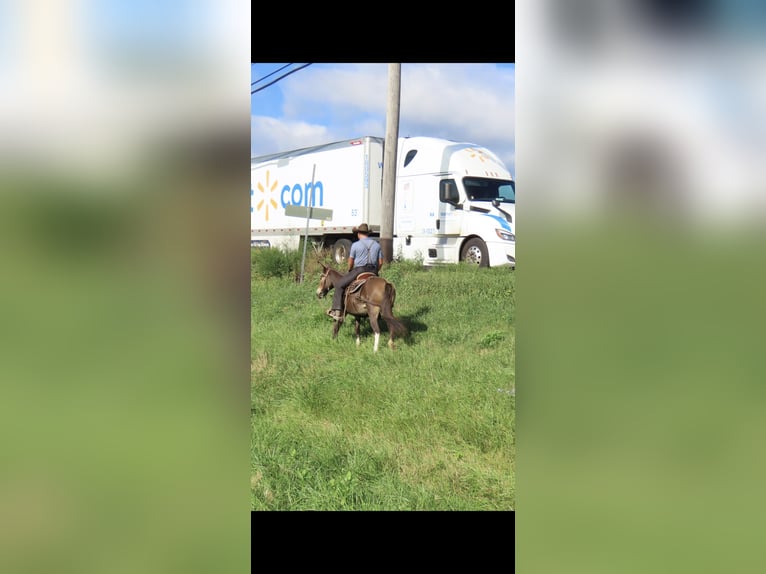 Mule Mare 10 years 13,1 hh Bay in Honey Brook