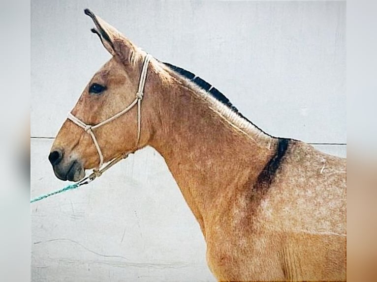 Mule Mare 10 years 14,3 hh Buckskin in Cordoba