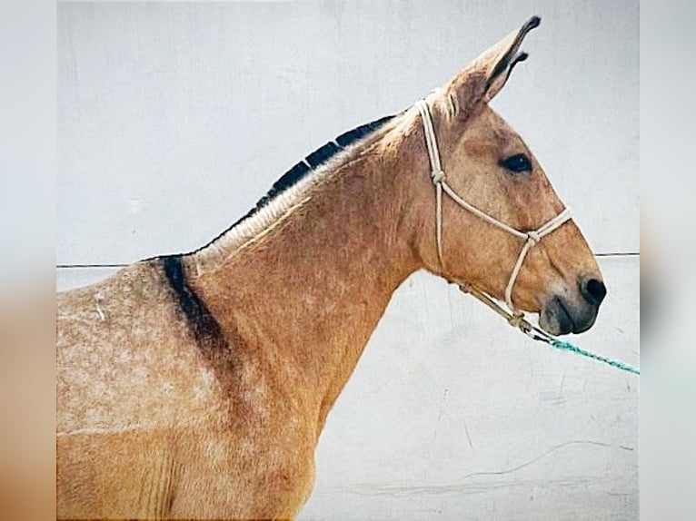 Mule Mare 10 years 14,3 hh Buckskin in Cordoba