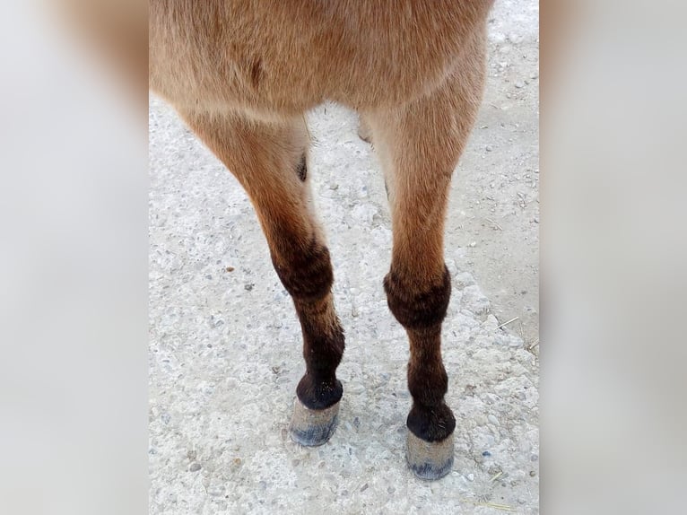 Mule Mare 10 years 14,3 hh Buckskin in Cordoba