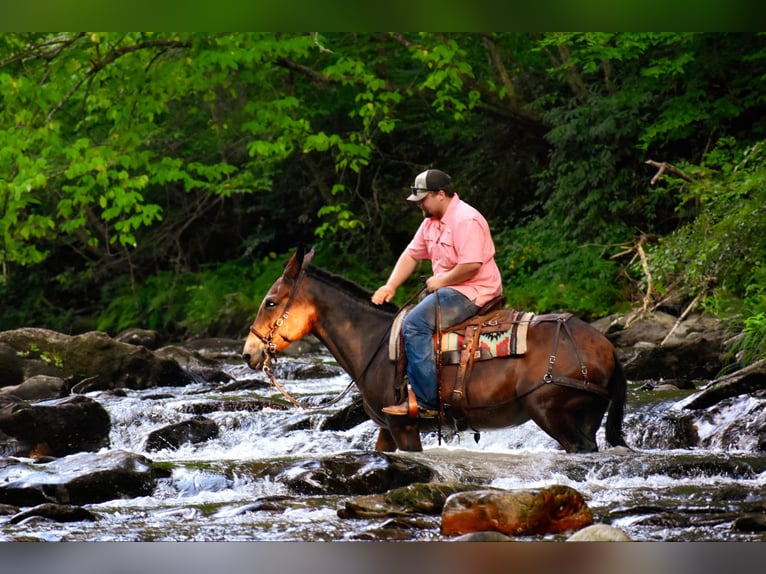 Mule Mare 10 years 15,2 hh Bay in Cleveland TN