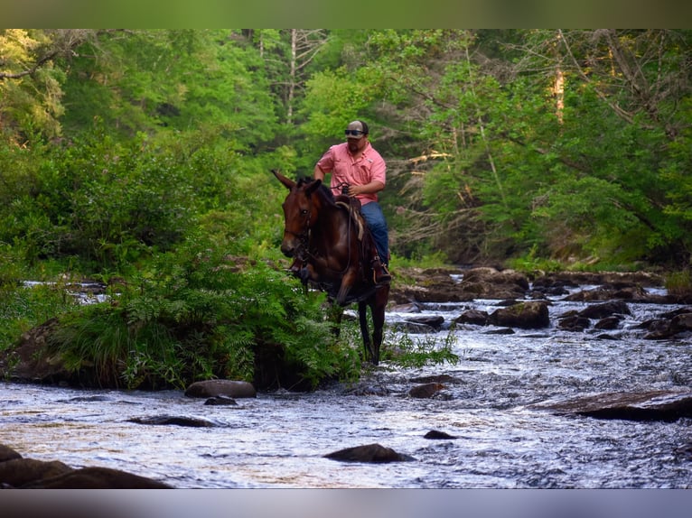 Mule Mare 10 years 15,2 hh Bay in Cleveland TN