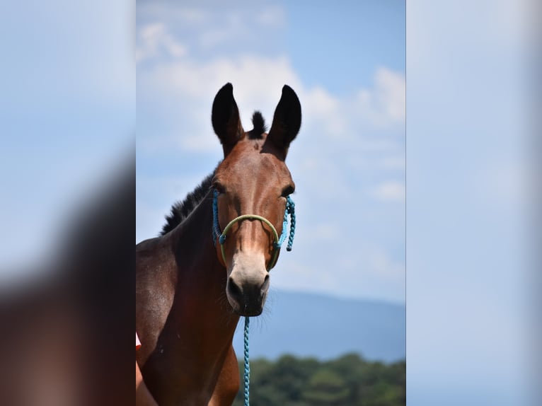 Mule Mare 10 years 15,2 hh Bay in Cleveland TN