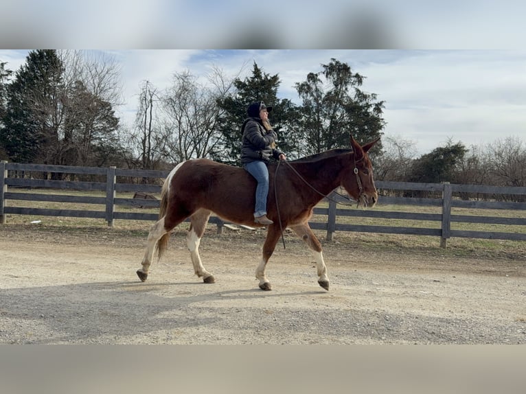 Mule Mare 10 years 15 hh Sorrel in Moscow