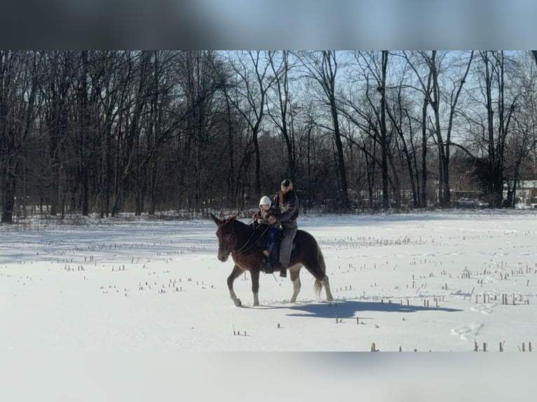 Mule Mare 10 years 15 hh Sorrel in Moscow