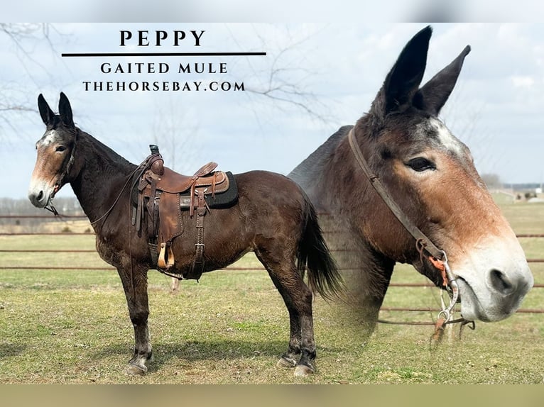 Mule Mare 10 years 15,1 hh Bay in Houston, MO