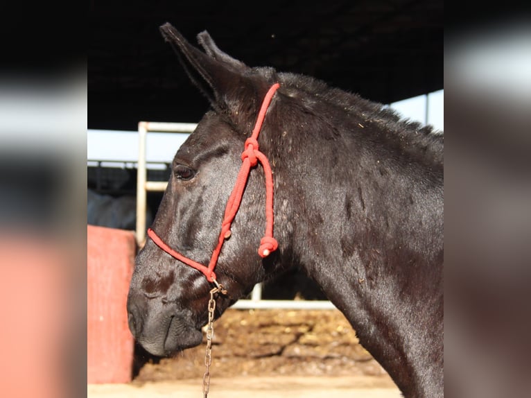 Mule Mare 10 years 15,1 hh Black in Vejer de la Frontera
