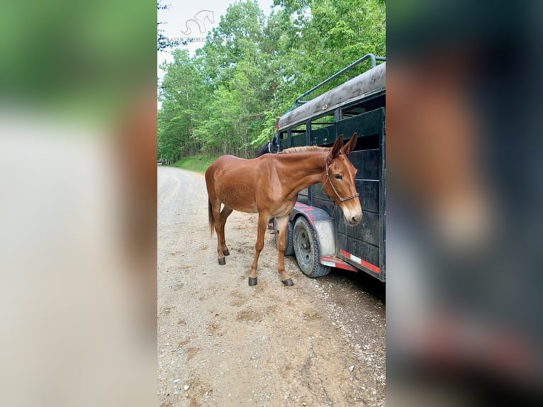 Mule Mare 10 years 16 hh Chestnut in Winchester, KY