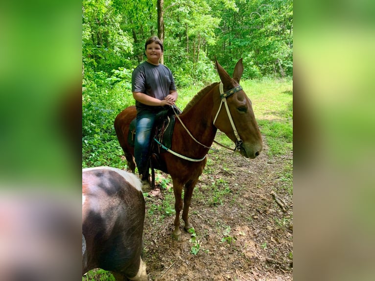 Mule Mare 10 years 16 hh Chestnut in Winchester, KY