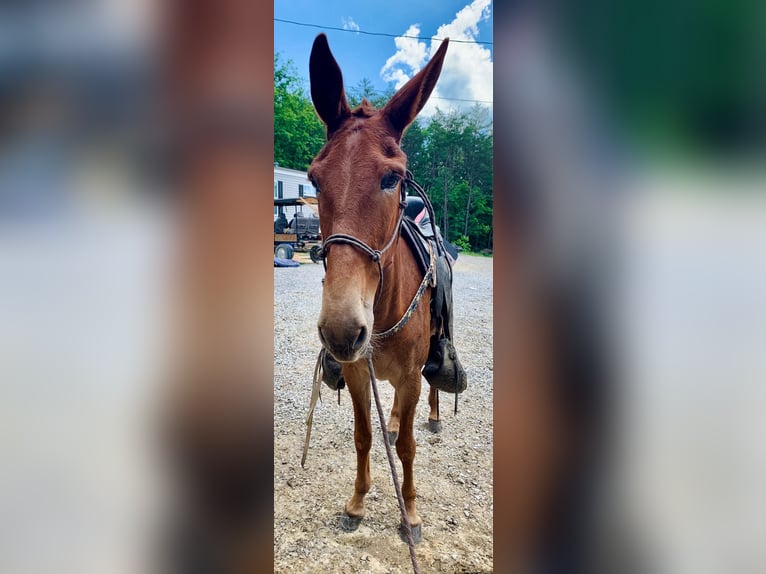 Mule Mare 10 years 16 hh Chestnut in Winchester, KY