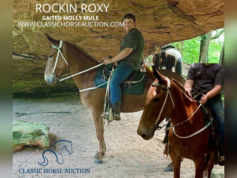 Mule Mare 10 years 16 hh Chestnut in Winchester, KY