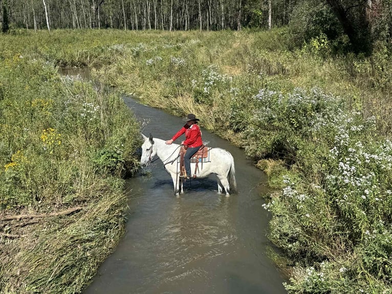 Mule Mix Mare 10 years 16,2 hh Grey in Hastings, MN