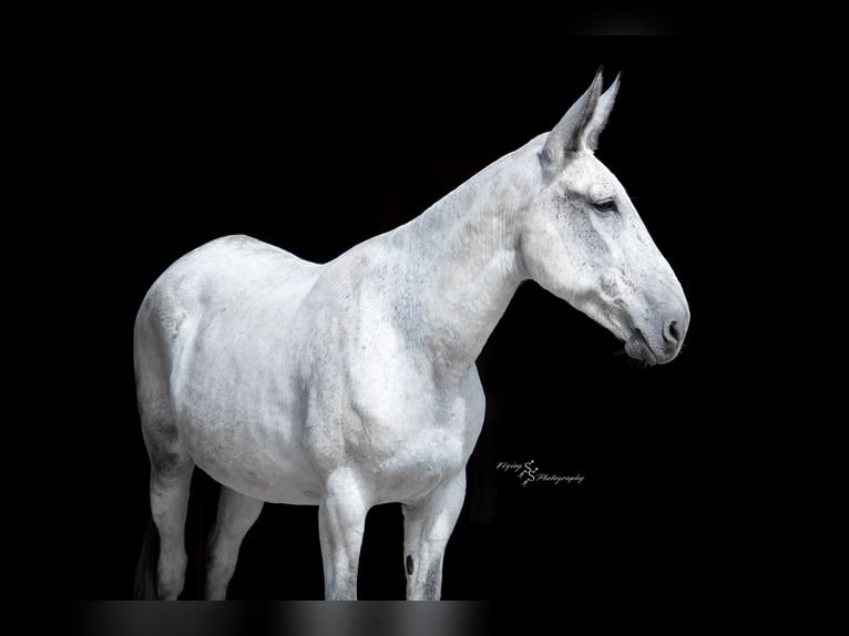 Mule Mix Mare 10 years 16,2 hh Grey in Hastings, MN