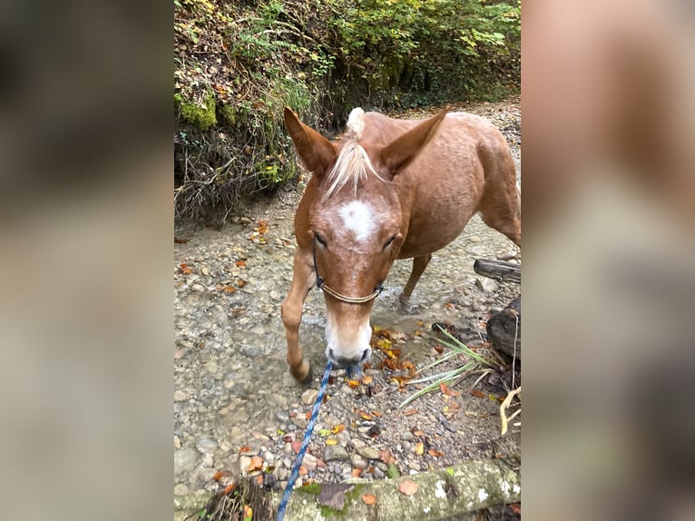 Mule Mare 11 years 13,3 hh Leopard-Piebald in Wila