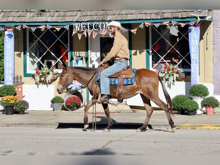 Mule Mare 11 years 13,3 hh in Brooksville KY