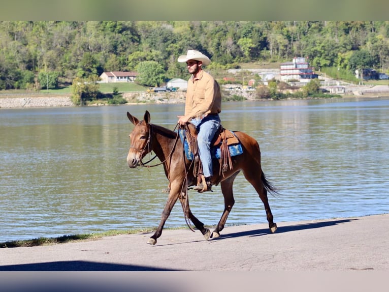 Mule Mare 11 years 13,3 hh in Brooksville KY