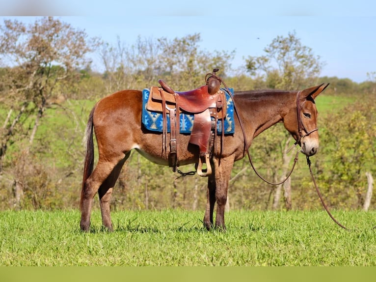 Mule Mare 11 years 13,3 hh in Brooksville KY