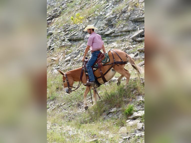Mule Mare 11 years 14 hh Sorrel in Brooksville KY