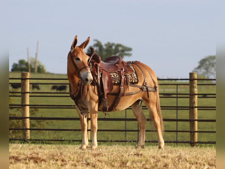 Mule Mare 11 years 14 hh Sorrel in Brooksville KY