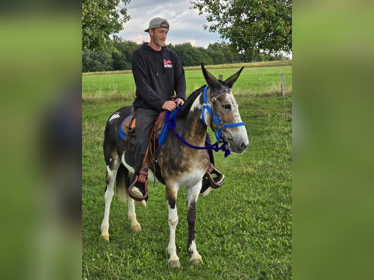 Mule Mare 11 years 14,1 hh Pinto in Linkenbach