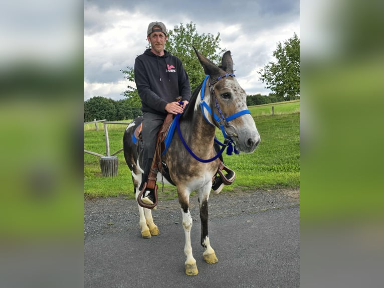 Mule Mare 11 years 14,1 hh Pinto in Linkenbach