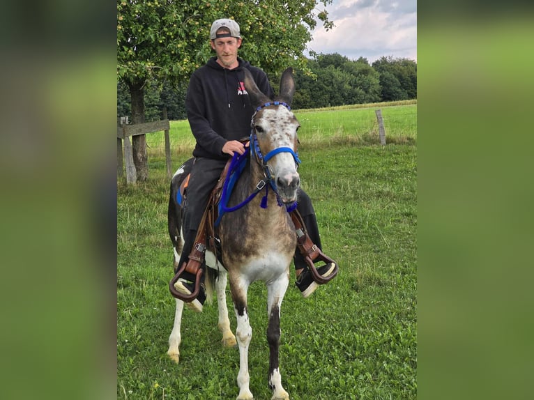 Mule Mare 11 years 14,1 hh Pinto in Linkenbach