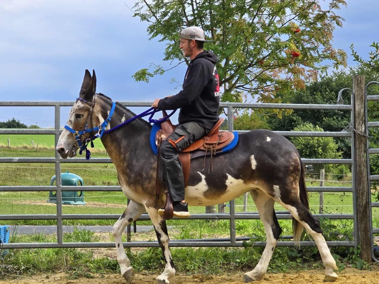Mule Mare 11 years 14,1 hh Pinto in Linkenbach