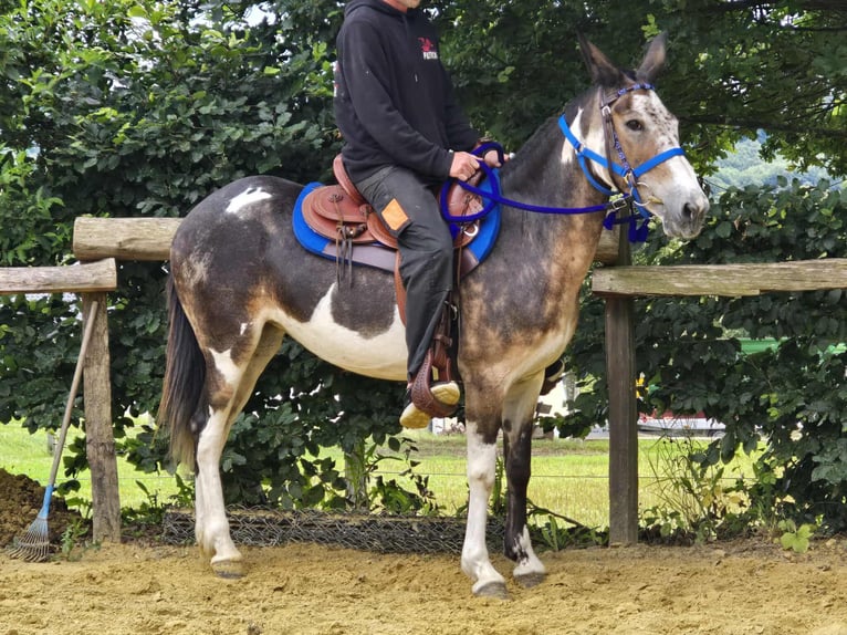 Mule Mare 11 years 14,1 hh Pinto in Linkenbach