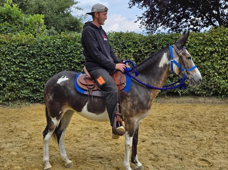 Mule Mare 11 years 14,1 hh Pinto in Linkenbach
