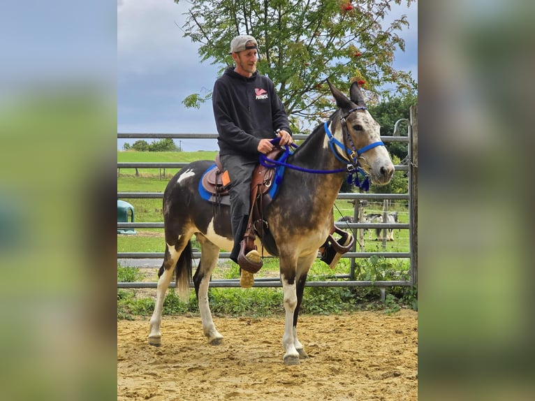 Mule Mare 11 years 14,1 hh Pinto in Linkenbach