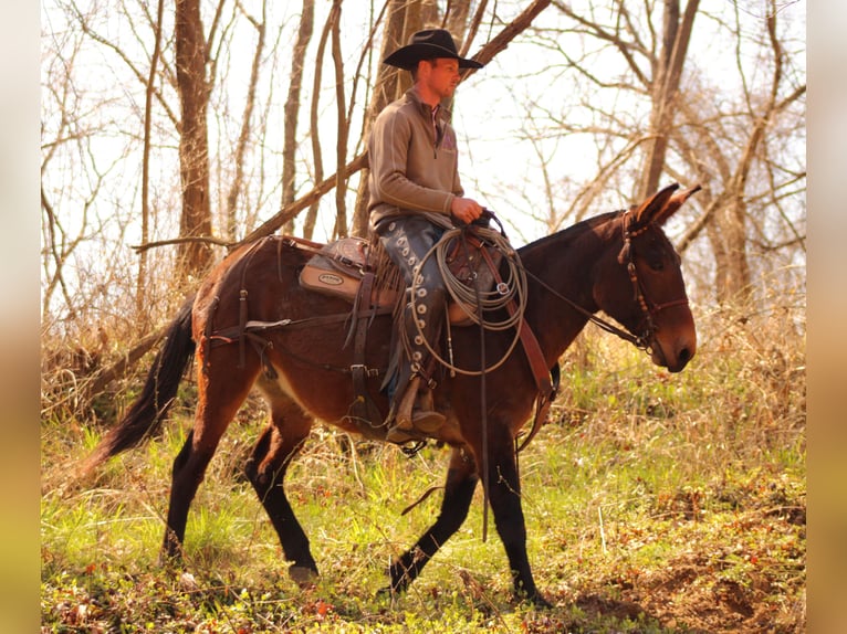 Mule Mare 11 years 15,1 hh Bay in Baxter Springs, KS