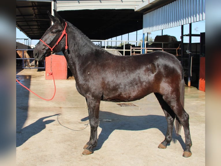 Mule Mare 11 years 15.1 hh Black in Vejer de la Frontera