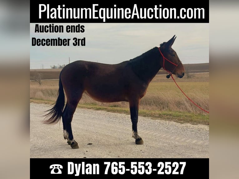 Mule Mare 11 years 15 hh Bay in Van Horne IA