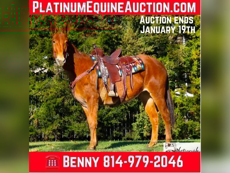 Mule Mare 11 years 15 hh Chestnut in Everett PA