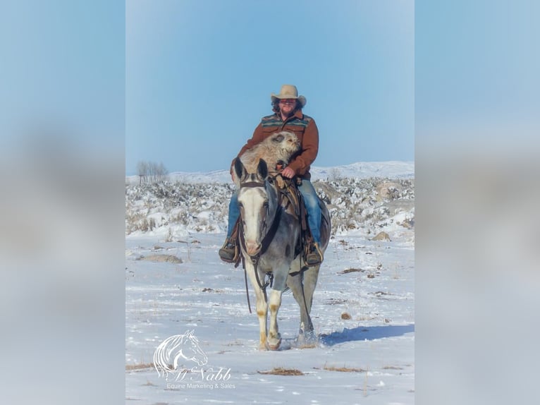 Mule Mare 11 years 15 hh Roan-Bay in Cody, WY
