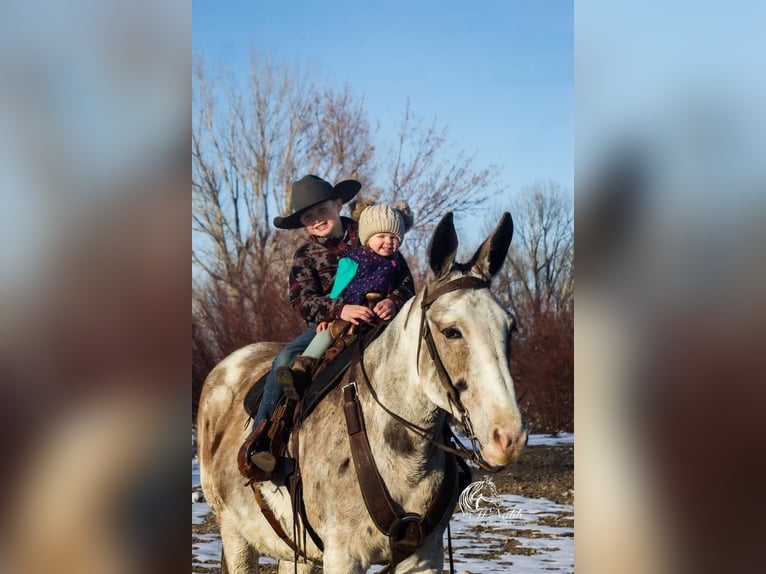 Mule Mare 11 years 15 hh Roan-Bay in Cody, WY