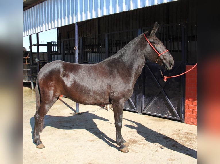 Mule Mare 11 years 15,1 hh Black in Vejer de la Frontera