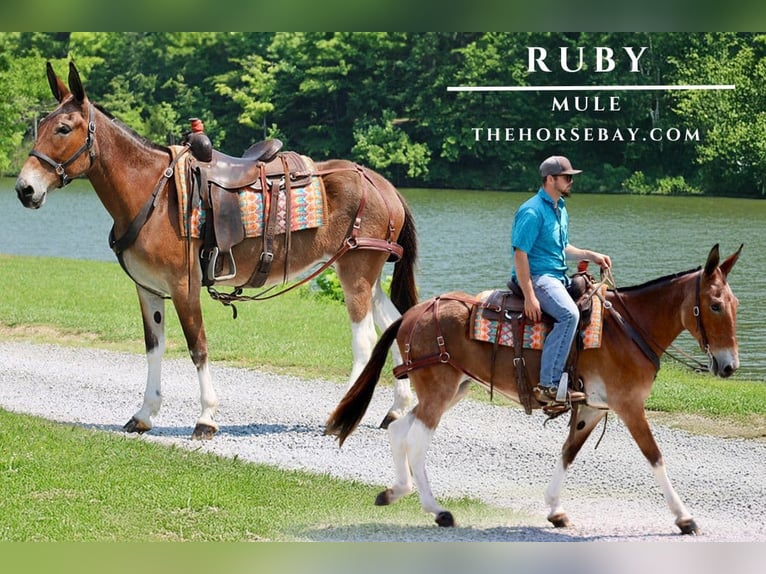Mule Mare 11 years 15,1 hh Dun in Tompkinsville, KY