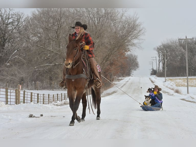 Mule Mare 11 years 15,1 hh Roan-Bay in Hastings