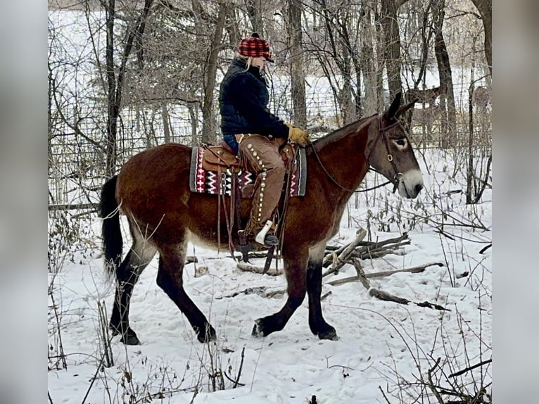 Mule Mare 11 years 16 hh Bay in Hastings