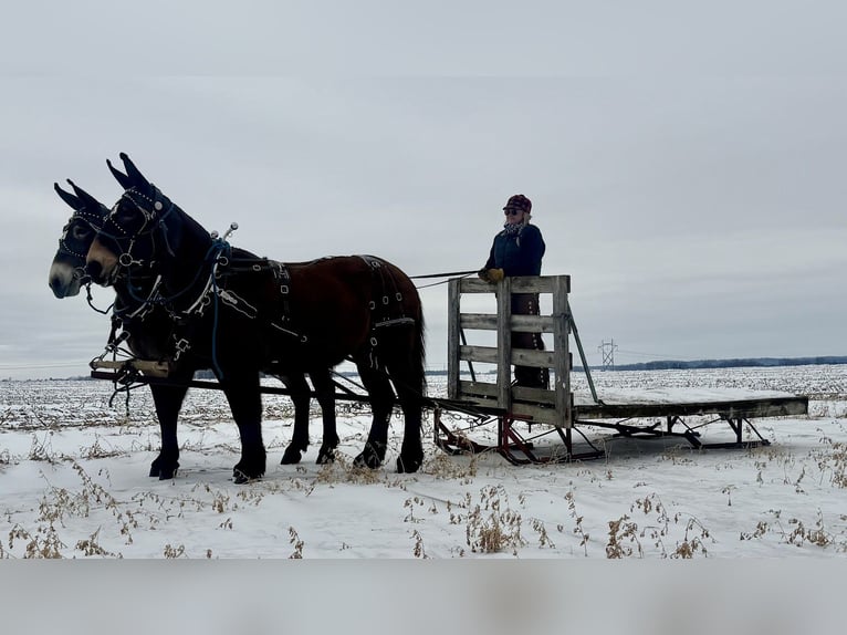 Mule Mare 11 years 16 hh Bay in Hastings