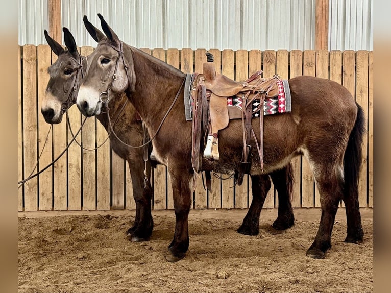 Mule Mare 11 years 16 hh Bay in Hastings