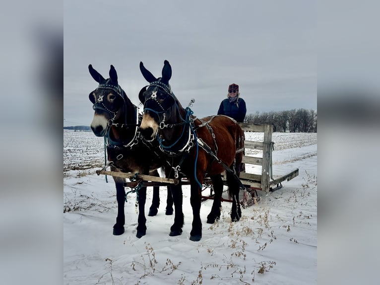 Mule Mare 11 years 16 hh Bay in Hastings