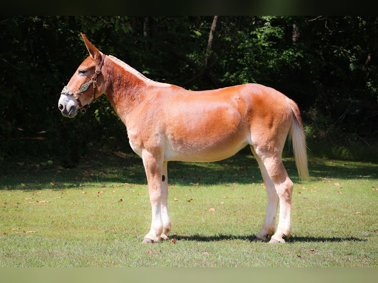 Mule Mare 11 years Sorrel in Flemingsburg KY