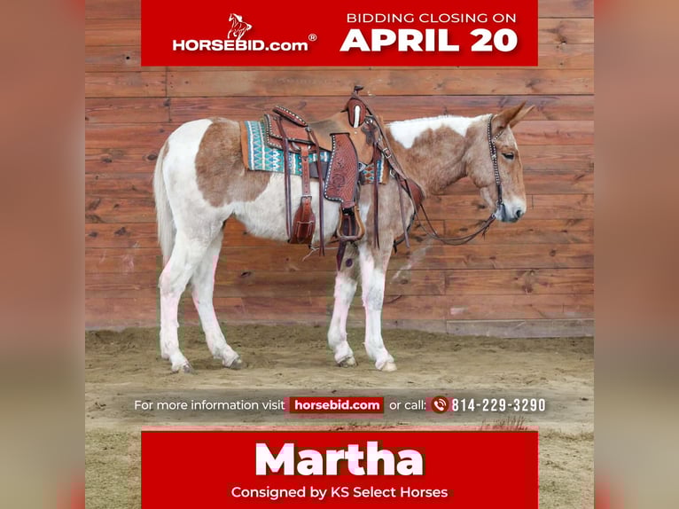 Mule Mare 12 years 14.3 hh Pinto in Clarion