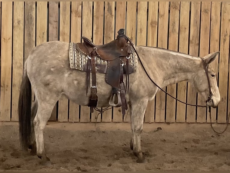 Mule Mare 12 years 14 hh Champagne in Cannon Falls