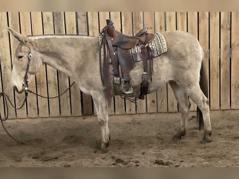 Mule Mare 12 years 14 hh Champagne in Cannon Falls