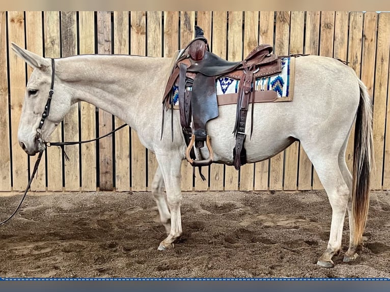 Mule Mare 12 years 14 hh Champagne in Cannon Falls, MN